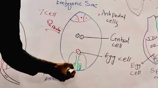 Double fertilization zygote formation fusion of gametes [upl. by Haissi]