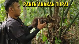 JEJAK SI ADEN  BERBURU SARANG BAJING KELAPA [upl. by Mcnamee]