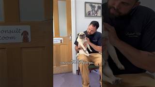 Positive vibes for Puggy 🫶🏼🤞🏼 pugs dog pets vets dogparents puglife [upl. by Liebman24]