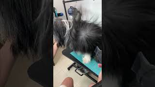 Bearded Collie grooming dogshorts [upl. by Ttemme]