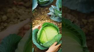 Fresh harvest of seasonal vegetables 🥬🥦🥒 gardenplants food [upl. by Harrie]