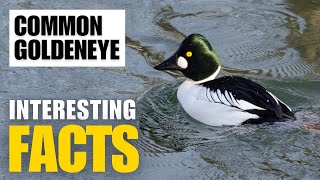 How to Uncover the Fascinating Facts of Common Goldeneye  Interesting Facts  The Beast World [upl. by Genna]