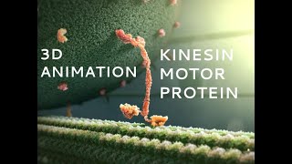 Kinesin Motor Protein 3D Animation with Labels [upl. by Auohc821]