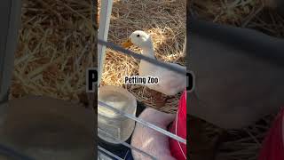 The Petting Zoo video animals farmanimals [upl. by Gerhardt]