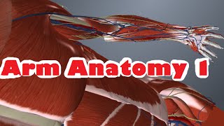 Arm Anatomy  part 1  Muscles Arteries and Veins [upl. by Toback435]