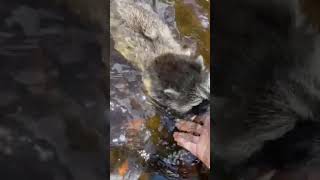 Young rescued Raccoons swimming in cascades Did you know they could swim [upl. by Sidoon]