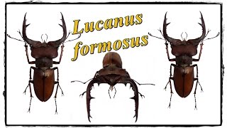 Lucanus formosus  Präparation  Mounting [upl. by Akeryt]