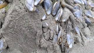 Gooseneck barnacle  Washington Wildlife [upl. by Ellerad297]