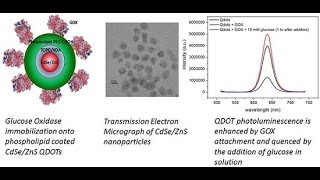 Enzyme immobilization physical mode of interaction [upl. by Darill]