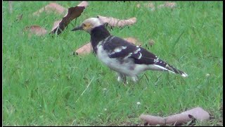 Blackcollared Starling ဆက်ရက်လည်နက် [upl. by Vod]