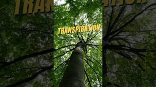 Transpiration  Tree sweats too  transpiration plantphysiology waterloss shorts sweating [upl. by Akima]