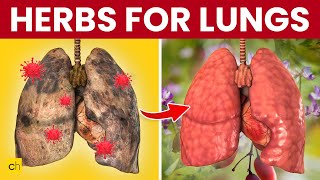 TOP 10 HERBS FOR LUNG HEALTH COPD AND CLEARING MUCUS [upl. by Willamina]