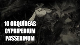 Red Dead Redemption 2 – ¿Dónde obtener 10 Orquídeas Cypripedium Passerinum Sparrow’s Egg Orchid [upl. by Einaffit]