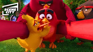 Reds Dangerous Plan to Stop the Pigs  The Angry Birds Movie Jason Sudeikis Bill Hader Josh Gad [upl. by Rennat]