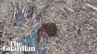 Rare video of fire ants building large floating rafts in Australia captured by Queensland farmer [upl. by Selyn331]