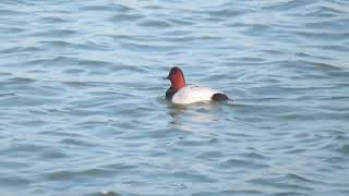 Common Pochard Aythya ferina Tafeleend Landtong Rozenburg ZH the Netherlands 4 Nov 2024 55 [upl. by Mori763]