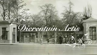 1930 Dagje dierentuin Artis in Amsterdam  oude filmbeelden [upl. by Boak]