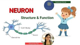 Neuron Structure amp Its Function  Dendrite Cell body Axon Axon Hillock amp Axon terminal [upl. by Garlen]