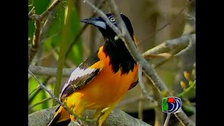 Venezuelan Birds 15  Grasquit to Orioles [upl. by Aset]