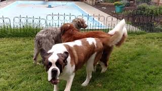 Saint Bernards and Irish Wolfhound goin crazy on their new turf [upl. by Salohcin]