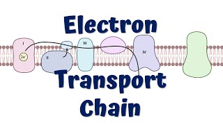 Electron Transport Chain Animation  ATP synthesis [upl. by Reteid301]