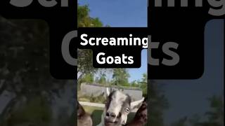 Just scream it helps funnyanimals funnygoats funnygoat goat [upl. by Ecile]