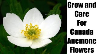 How to Plant Grow and Care For Canada Anemone Flowers [upl. by Johathan940]