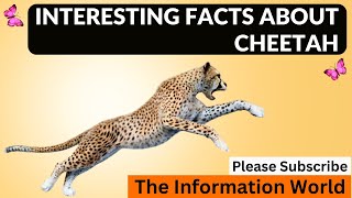 Interesting Facts about Cheetahs  Facts about Cheetahs  Cheetahs History  Cheetahs Facts [upl. by Leachim]