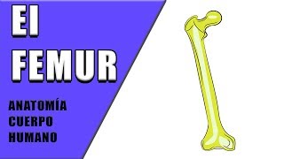 EL HUESO FEMUR  ANATOMÍA CUERPO HUMANO [upl. by Iramo]