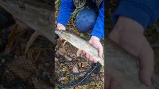 pikefishing pike pikers [upl. by Tony]