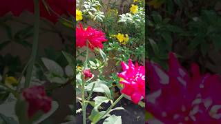 rose plant care tipsyoutubeshorts rose caretips [upl. by Bandler891]