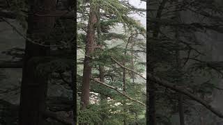 ek dal pe koyal bole ek dal pe devdar ke 🌲 shimlashort video [upl. by Aunson]