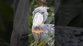 5 facts about shoebill storks [upl. by Colville652]