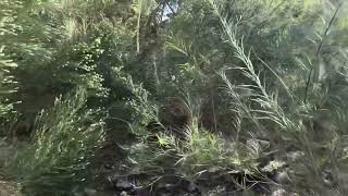 Desert Trees and Desert Adapted Trees in Las Vegas NV [upl. by Sgninnej]