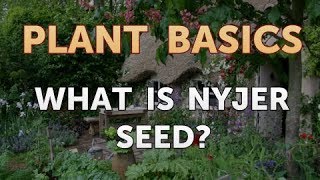 What Is Nyjer Seed [upl. by Anelah]