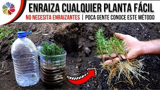 🌱 ENRAIZA CUALQUIER PLANTA por ESQUEJES incluso ¡RAMAS de ÁRBOLES con éste SIMPLE INVENTO [upl. by Margret]