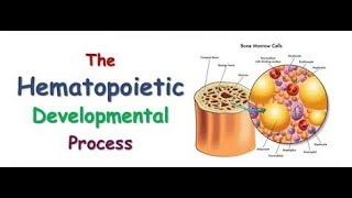 Hematology  The Hematopoietic Developmental Process [upl. by Ylatfen]