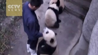 Cute alert Four baby pandas playing with zookeeper [upl. by Atinuhs281]