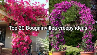 Top 20 Bougainvillea plants creepy ideas [upl. by Ena]