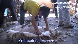 La tosatura in Sardegna  Su tusorzu  La trasquila  The shearing [upl. by Newhall725]