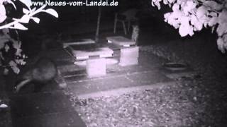 Nachts im Garten  Unerwartete Besucher vor der Wildkamera [upl. by Acirederf]