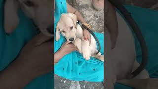 Cute lebrador puppy funny [upl. by High]