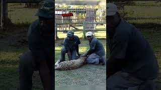 Leopard vs Zookeeper 😱😱 [upl. by Ennaid]