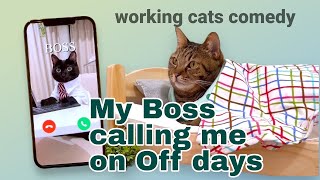 Funny Cats video😹My Boss calling me on off days [upl. by Klockau978]