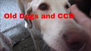 Old Dogs and CCD [upl. by Arela]