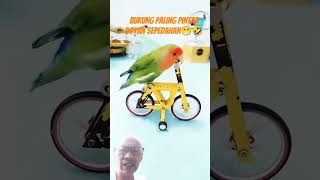 burung paling rapih pintar doyan sepedahan parrot amazingtalkingparrot parrotshow birds burung [upl. by Keemahs739]