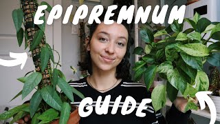 COMPLETE EPIPREMNUM GUIDE  pothos and pinnatum plant care  propagation tips [upl. by Nagle]