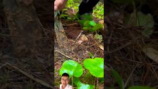 Harvesting cordyceps in high mountains sonasmr [upl. by Proudfoot]