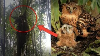 Ternyata Sarang Burung Hantu Kutuk Kutuk Di Pohon Yang Berparasit [upl. by Laurel]