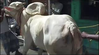 Belgachia AAli manzil  Big bull [upl. by Starla561]